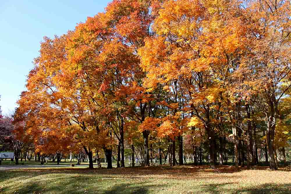 札幌真駒内公園の紅葉