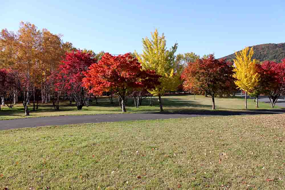 札幌真駒内公園の紅葉