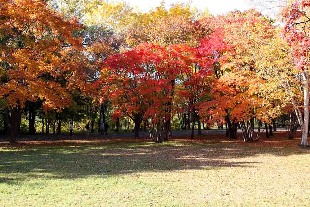 札幌真駒内公園の紅葉