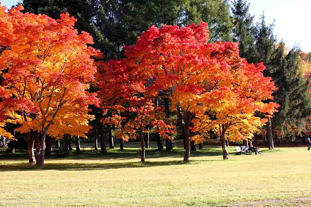 札幌真駒内公園の紅葉
