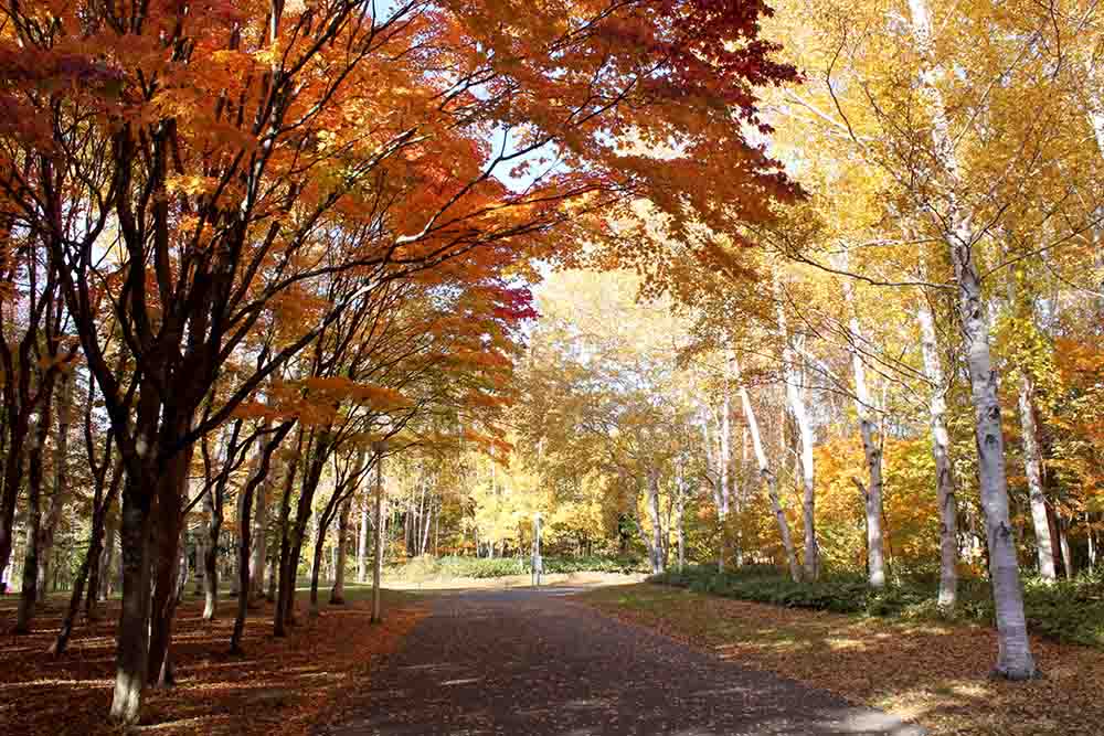 札幌真駒内公園の紅葉