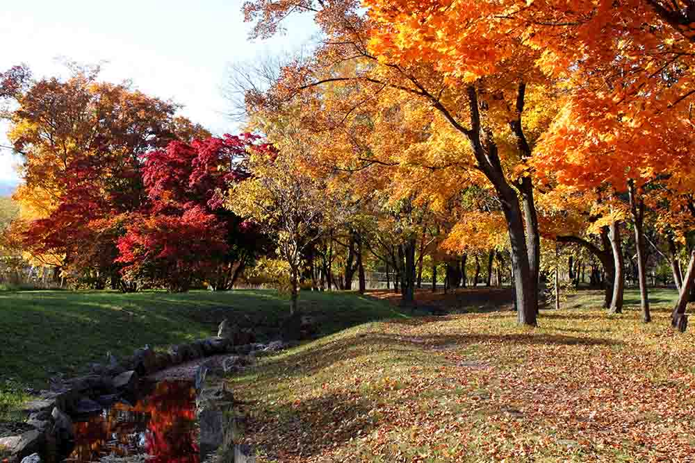 札幌真駒内公園の紅葉
