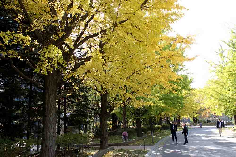 札幌中島公園の紅葉