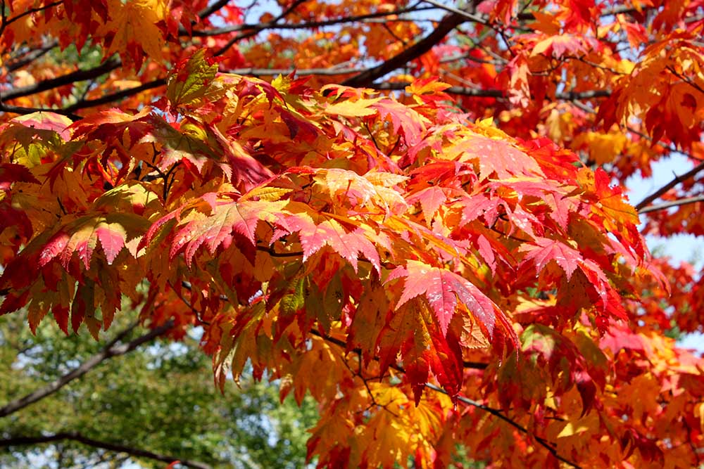 札幌中島公園の紅葉