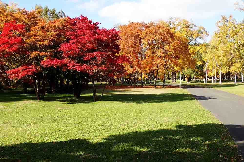 札幌真駒内公園の紅葉