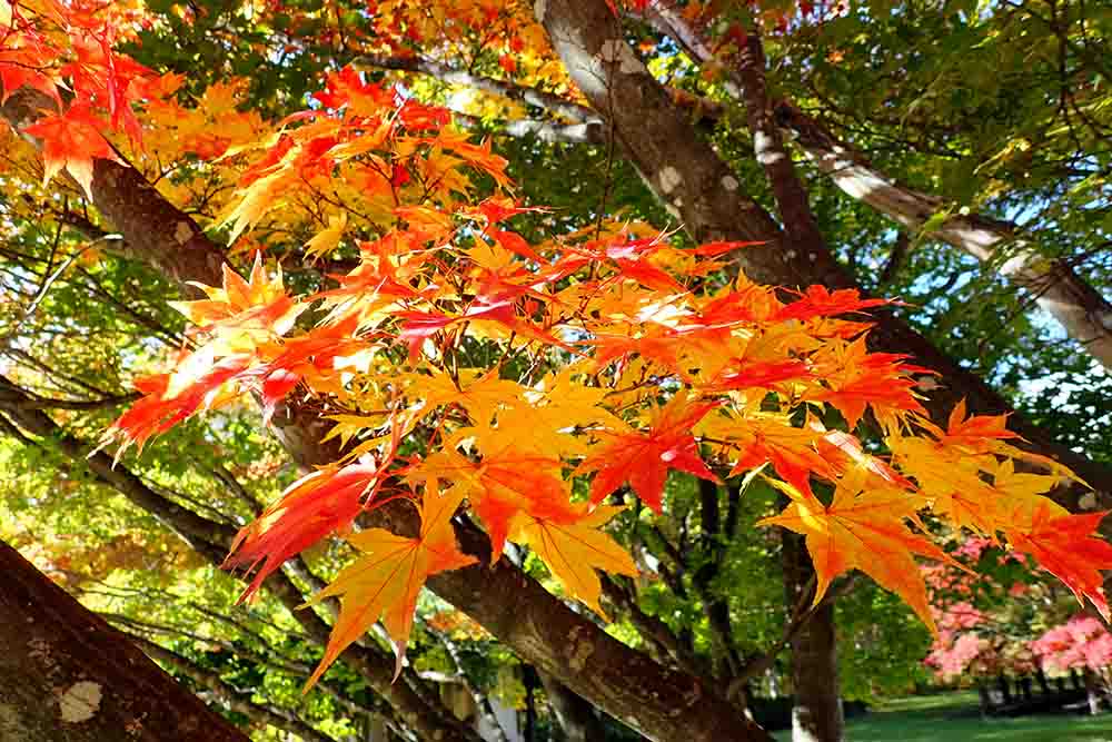 札幌真駒内公園の紅葉