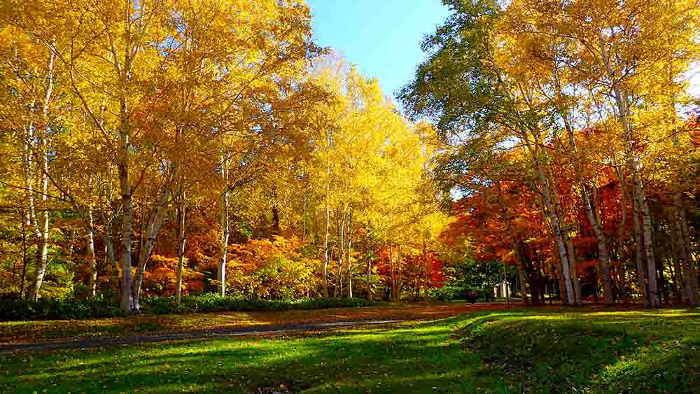 札幌真駒内公園の紅葉