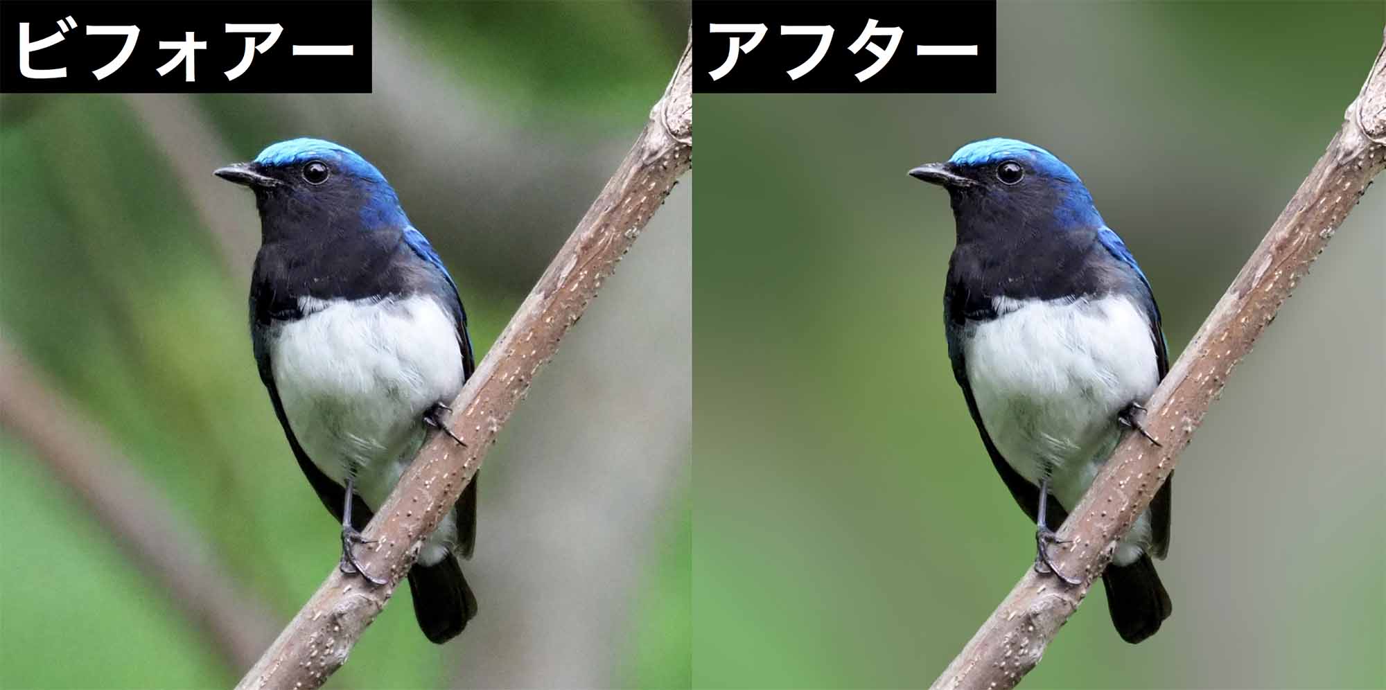 野鳥写真の画像処理 レタッチ方法 １ 背景をぼかす Sims Lab