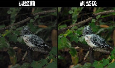 野鳥写真の画像処理