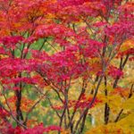 札幌の紅葉10月