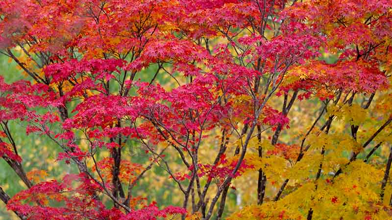 札幌の紅葉10月