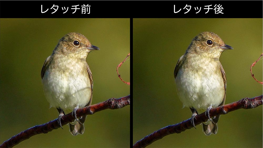 ５分でできる野鳥写真の影の 消し方 Lightroomのレタッチ方法 Sims Lab