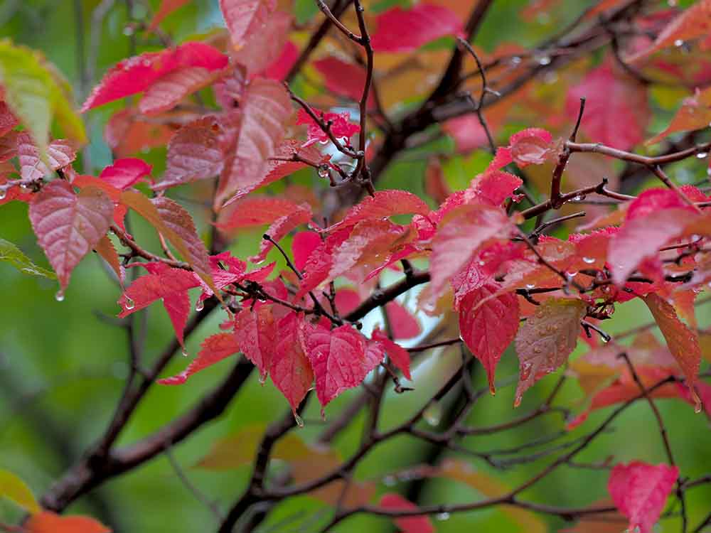 札幌９月の紅葉